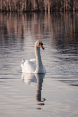 beautiful white swan floating on the lake