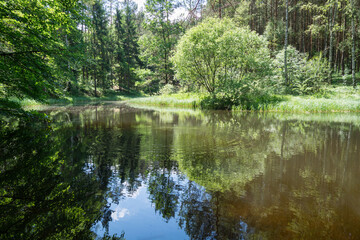 summer reflection of trees in water magical forest idyllic background
