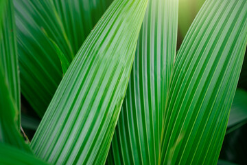 coconut leaf back ground