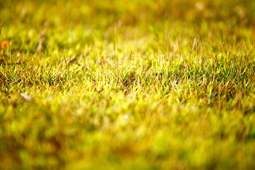 abstract natural background green bokeh blur