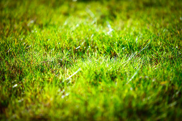 Naklejka premium abstract natural background green bokeh blur