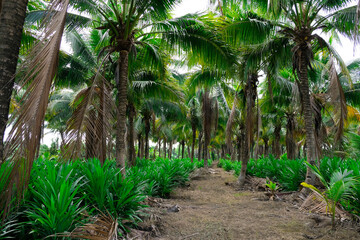 coconut farm view