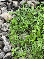 green grass and stone