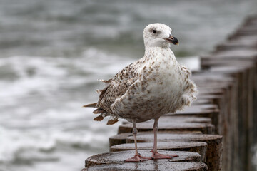 One large seagull stands on a wooden breakwater of the sea. Close up