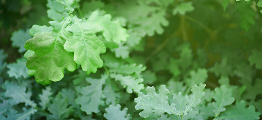 Green leaves of oak close-ups. High quality photo