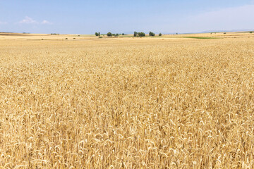 Sunny landscape with planting or cultivation of cereals and wheat fields in summer. Horizon with...