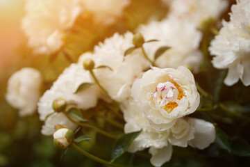 Close-up of a white peony on a background of green leaves blooming in a garden with sunlight. High quality photo