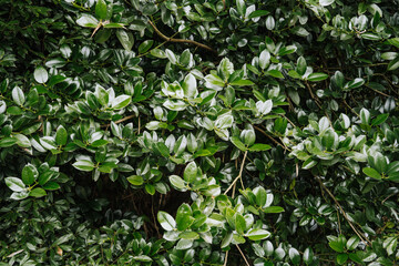 leaves in the garden