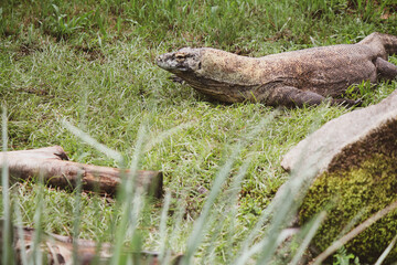 komodo dragon