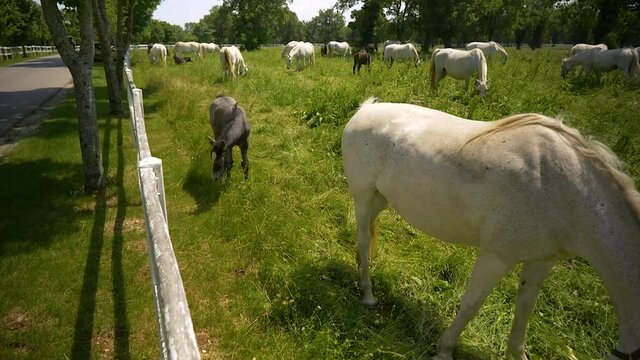 horses
