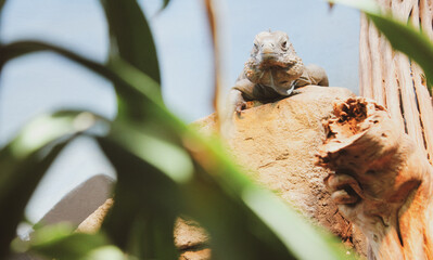blue iguana on a rock