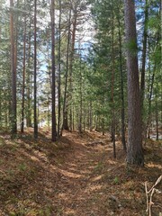 path in the forest