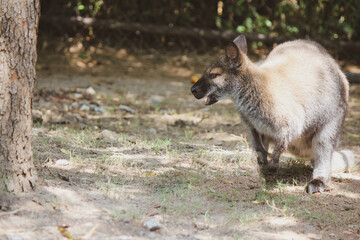 wallaby