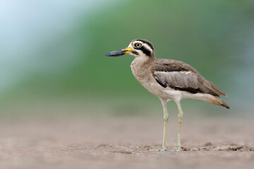 ugly brown wader bird with big eyes and large beaks standing still over dirt field on swampen land, Great thick-knee
