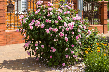 Fototapeta na wymiar Beautiful bush of blooming pink rose in the garden at home on a summer day.