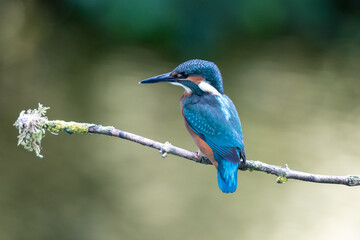 A juvenile kingfisher on a perch  (Alcedo atthis) with a dappled green background