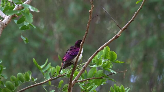 This video shows a colorful Violet-Backed Starling (Cinnyricinclus leucogaster) bird perched on a branch, cleaning itself amongst the treetop foliage.