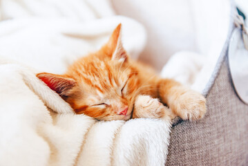 Fototapeta na wymiar Cute ginger kitten sleeps