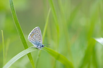 Male common blue butterfly (Polyommatus icarus) on a blade of grass.