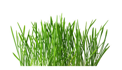 Fresh green grass isolated on white