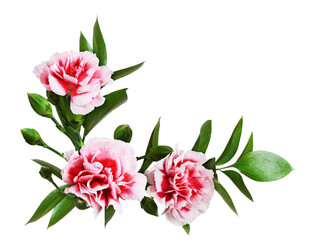 Red and white carnation flowers with green leaves of ruscus in a floral cotner arrangement isolated...