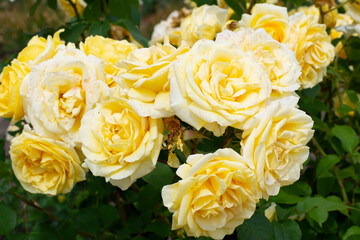 Beautiful bush of blooming yellow rose in the garden on a summer day.