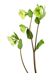 Green hellebore flowers, buds and leaves isolated - obrazy, fototapety, plakaty
