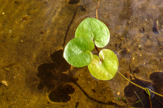 The aquatic plant Hydrocharis morsus-ranae floats on the surface of clear river water, close up
