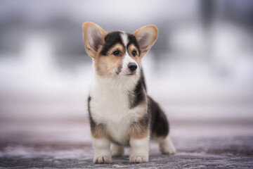 Cute tricolor welsh corgi pembroke puppy standing on snow-covered tiles against the backdrop of a frosty winter landscape