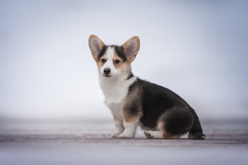 Cute tricolor welsh corgi pembroke puppy sitting on snow-covered tiles against the backdrop of a frosty winter landscape