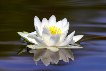 European white water lily in lake water close up