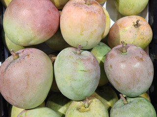 Bunch Of asian freshness organic sweet rare Mangoes on department store shelf, advertising backgrounds