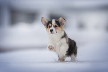 Cute tricolor welsh corgi pembroke puppy running on snow-covered tiles against the backdrop of a frosty winter landscape