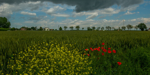 Wheat fields in the Ravenna countryside