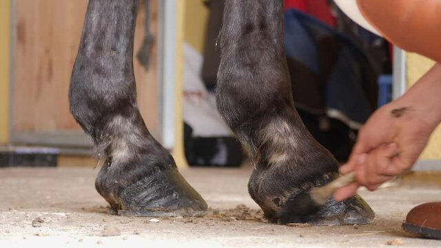 Female hand conditioning horse's hoof with a brush and hoof conditioning oil. Inside stable. (slow motion)