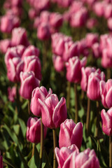 Fototapeta premium Spring background with pink tulips flowers. beautiful blossom tulips field. spring time. banner, copy space
