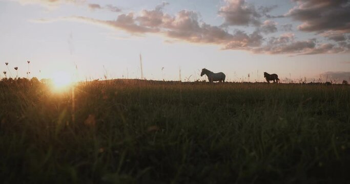 Thoroughbred horses walking in a field at sunrise.