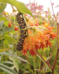 red and yellow flowers