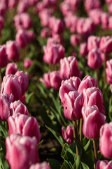 Spring background with pink tulips flowers. beautiful blossom tulips field. spring time. banner, copy space