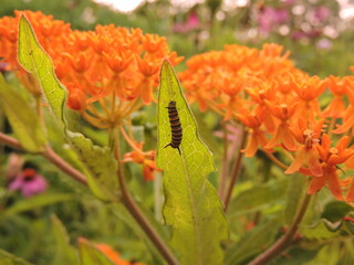 Monarch caterpillar on butterfly weed 