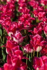 Spring background with pink tulips flowers. beautiful blossom tulips field. spring time. banner, copy space