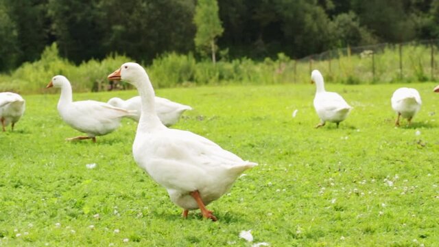 group of white geese,farm birds walking on the lawn, nibbling grass, goose fodder