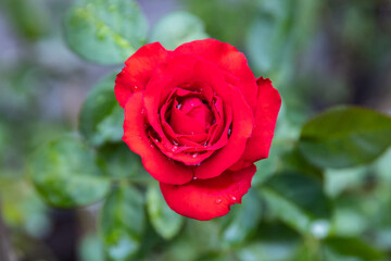 Red Roses on a bush in a garden. Thailand