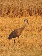 Sandhill crane in farm field