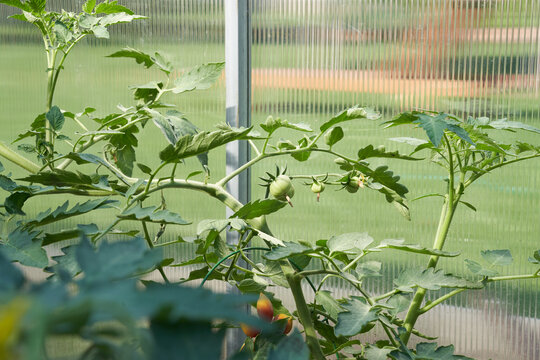 Green tomato plants in the greenhouse. Organic farming, growing young tomato plants in a greenhouse. High quality photo