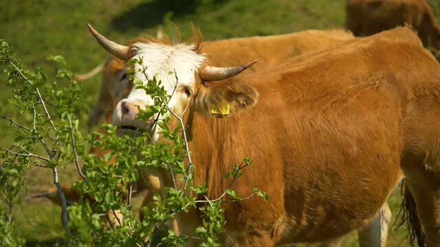 cow in a meadow