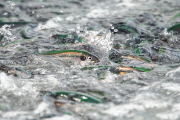 Small fresh female capelin fish or capelin smelt with green and silver bodies lay on a rocky beach. Shishamo,Mallotus Villosus, are little egg producing fish meal that has jumped onto a beach to spawn