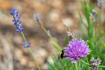 A macro of a large black and yellow bumblebee on a vibrant pink flower near lavender and grass. The honeybee has large eyes, two antennas, multiple legs, and has thick hair on its body.