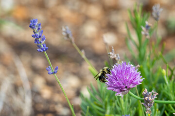 A macro of a large black and yellow bumblebee on a vibrant pink flower near lavender and grass. The honeybee has large eyes, two antennas, multiple legs, and has thick hair on its body.