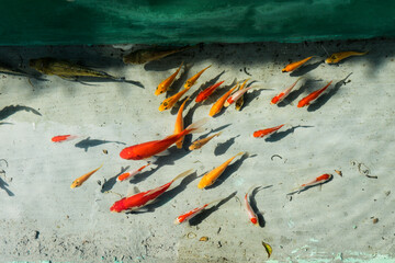 Bogor,indonesia - August, 8th 2021:  "Sate maranggi" seller is preparing customer orders.